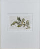RUSSELL JACKSON Young Green Tree Gecko
