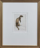 RUSSELL JACKSON Weasel, Wildlife NZ - 2