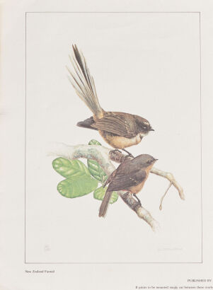 RUSSELL JACKSON New Zealand Fantail