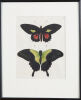 Parides Aeneas and Papilio Peranthus Butterflies Lithograph