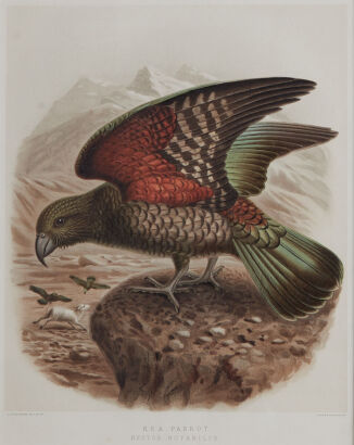 WALTER BULLER Kea Parrot, from "A History of NZ Birds"