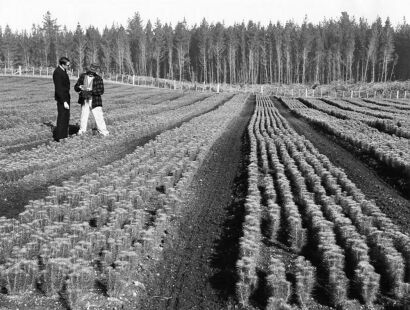 UNKNOWN PHOTOGRAPHER FOR NEW ZEALAND FOREST PRODUCTS N.Z. Forest Products Limited raises some 8,000,000 seedlings annually for planting in new forest lands