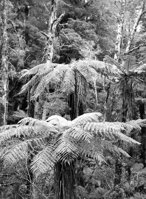 UNKNOWN PHOTOGRAPHER FOR NEW ZEALAND DEPARTMENT OF INTERNAL AFFAIRS Tree-ferns in Westland beech forest