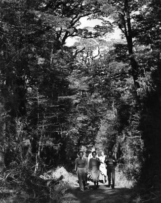 UNKNOWN PHOTOGRAPHER The picturesque forest track leading from the boat landing to Glade House, Milford Track