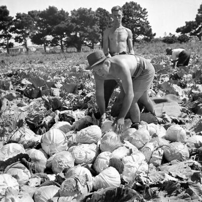 UNKNOWN PHOTOGRAPHER FOR NEW ZEALAND DEPARTMENT OF INTERNAL AFFAIRS Twenty six kinds of vegetables are grown in the Services' Vegetable Production scheme. These cabbages are something to be proud of.