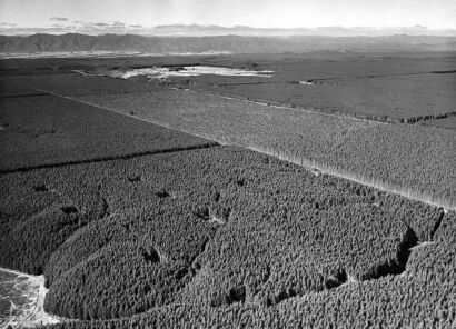 W. WILSON Kaingaroa Forest, with village in centre background.