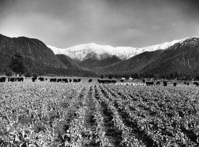 UNKNOWN PHOTOGRAPHER Cattle grazing on turnips and swedes at Hari Hari, Westland