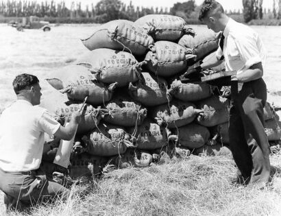 UNKNOWN PHOTOGRAPHER Govt. Inspectors branding and sampling sealed bags of perennial rye grass