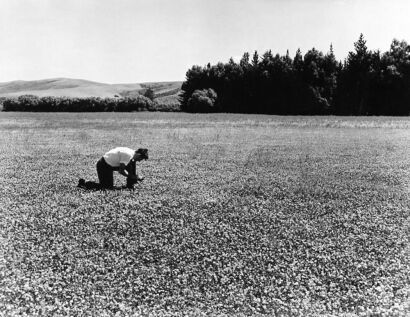 UNKNOWN PHOTOGRAPHER White clover crop in the flowering stage on F. and W. McCrae's property at Benmore, Southland