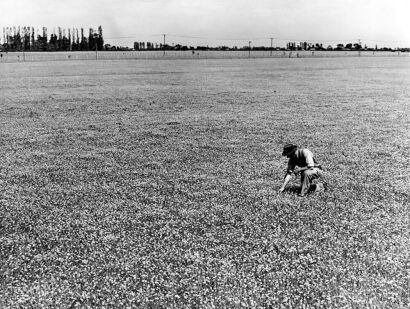 UNKNOWN PHTOGORAPHER Mount Magdala Farm, Halswell, Canterbury. Crop of white clover to be harvested for small seeds.