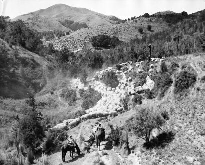 UNKNOWN PHOTOGRAPHER Over hills and through gullies of scrub the sheep stretch for miles on the last stages of the 54 mile overland trek.