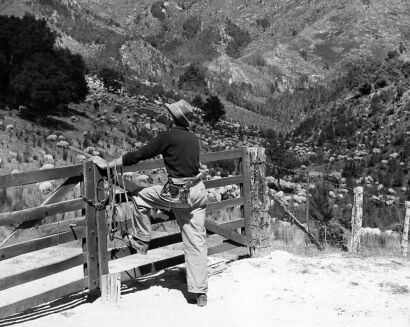 UNKNOWN PHOTOGRAPHER A drover views the resting sheep after a hard day.