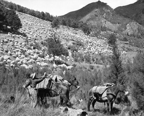 UNKNOWN PHOTOGRAPHER Camp is made and the packmen unload the mules which have carried their loads faithfully along the often treacherous route.