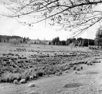 NICK DE MORGOLI On the road from Auckland to Rotorua