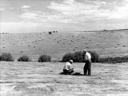 UNKNOWN PHOTOGRAPHER Agriculture Department inspectors examine a rye grass crop on Peter Hudson's property "The Barton," Fairview, South Canterbury.