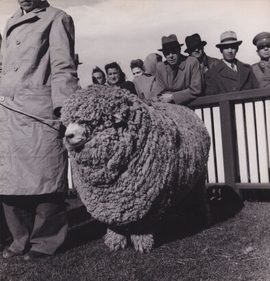 GISELE FREUND Champion of the sheep contest, Argentina