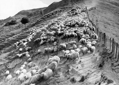 UNKNOWN PHOTOGRAPHER FOR NEW ZEALAND HERALD Sheep being driven in for shearing. Flocks numbering around 38,000 are wintered on Waipoa.