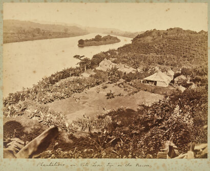 UNKNOWN PHOTOGRAPHER Plantations In Viti Levu Fiji