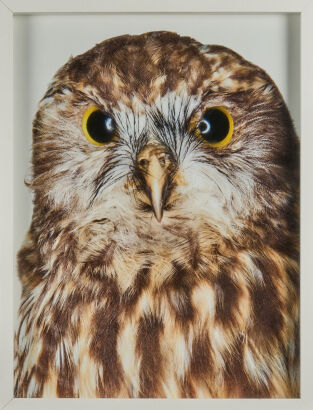 ROBERT TRATHEN Morepork