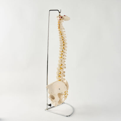 A Medical Model Of The Spine And Pelvis With Stand