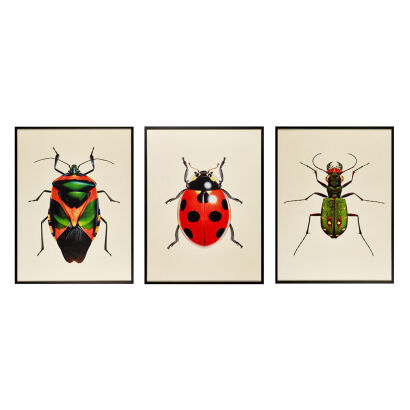 Three Contemporary Insect Prints