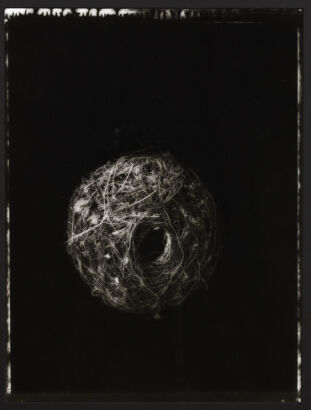 FIONA PARDINGTON Rifleman