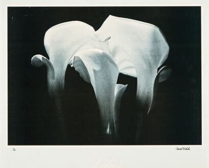 ANNE NOBLE Lilies