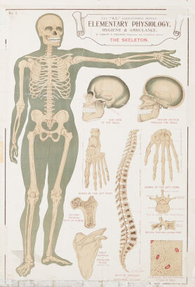 A Vintage Skeleton Biology On Board