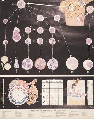 A Rudolf Schick Publishing Medical Chart