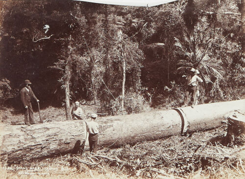 BURTON BROTHERS Giant Kauri Taupaki Bush