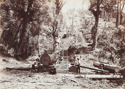 BURTON BROTHERS Taupaki Kauri Bush