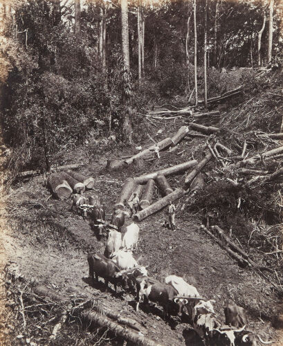 PHOTOGRAPHER UNKNOWN Bullock Train Hauling Logs to the Trains