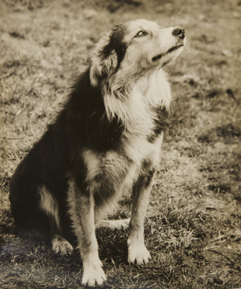 PHOTOGRAPHER UNKNOWN Border Collie