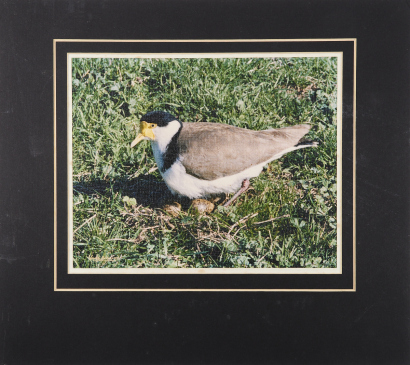 K.V BIGWOOD Spur-Winged Plover