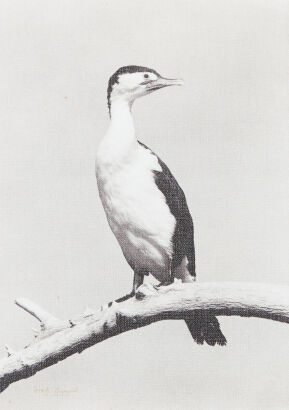 K.V BIGWOOD Pied Shag