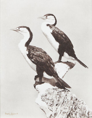 K.V BIGWOOD Pied Shag