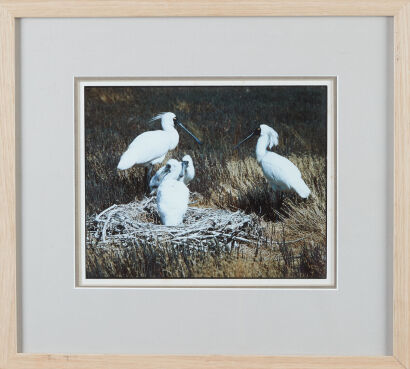 K.V BIGWOOD Royal Spoonbill