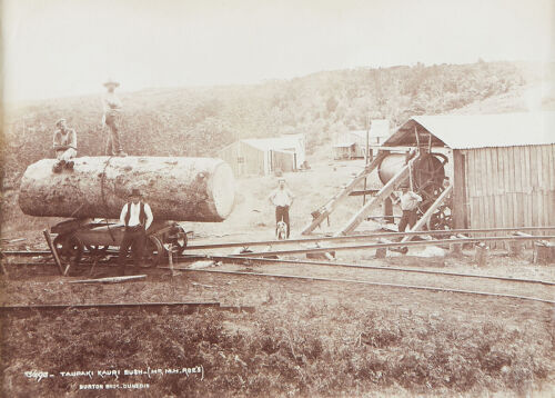 BURTON BROTHERS Taupaki Kauri Bush, Mr M.H Roes