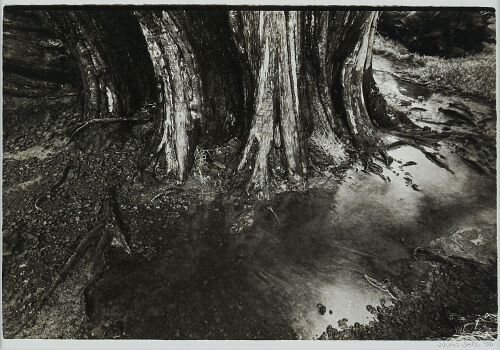 JULIAN WARD Trees Makara No. 3