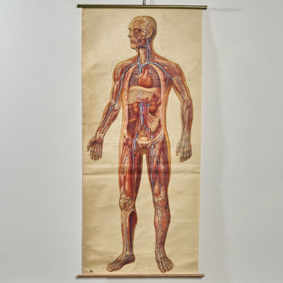 A German Anatomical Chart