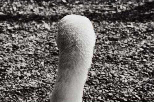 ANNE NOBLE Swan No. 1