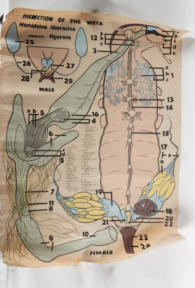 A Vintage Weta Dissection Chart