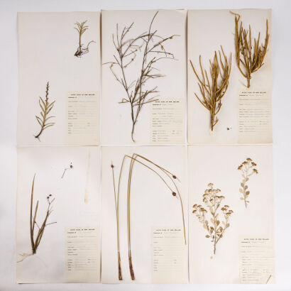 A Set Of Seven Native Flora Cards Of New Zealand Circa 1972