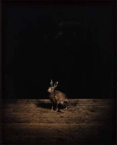 SAM TAYLOR-WOOD Studio Hare