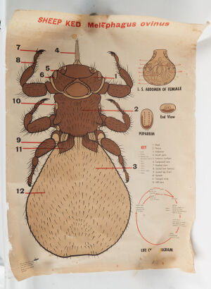 A Vintage Life Cycle Of A Sheep Ked Chart