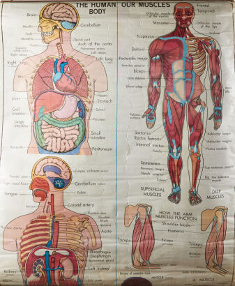 A Vintage Anatomical Chart