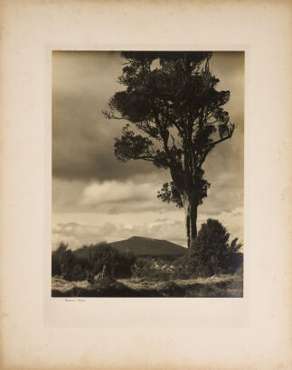 J Llyod Wilson Lonely Tree Silver Gelatin Print