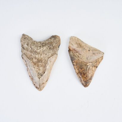 Two Miocene Period Fossilised Megalodon Shark Teeth