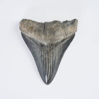 A Miocene Period Fossilised Megalodon Shark Tooth