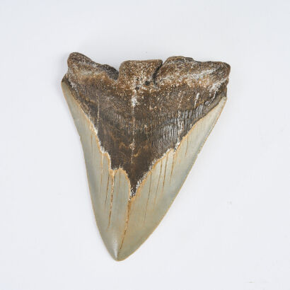 A Large Miocene Period Fossilised Megalodon Shark Tooth